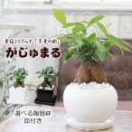 観葉植物・グリーンギフト（引越し祝い）
