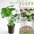 観葉植物・グリーンギフト（引越し祝い）