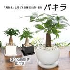 観葉植物・グリーンギフト（引越し祝い）